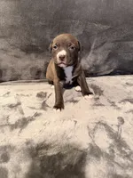 Girl 1, a female American Pit Bull Terrier for sale in Portland, OR – 1 of 1