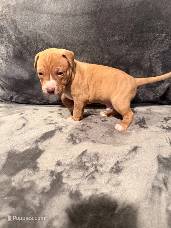 Boy 1 – American Pit Bull Terrier puppy for sale in Portland, OR