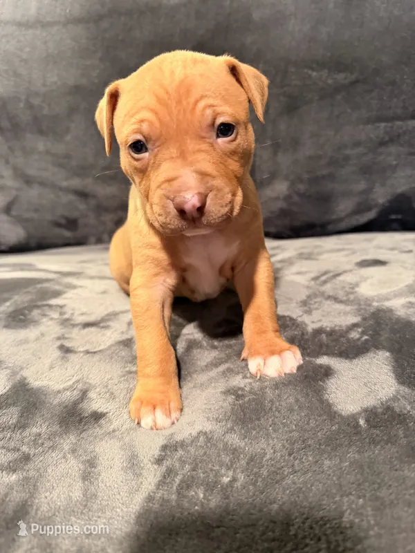 Girl 3 – American Pit Bull Terrier puppy for sale in Portland, OR