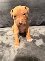 Girl 3, a female American Pit Bull Terrier for sale in Portland, OR – 1 of 1
