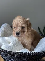 Mr. Bean, a male Poodle - Toy  for sale in Virginia Beach, VA – 3 of 4