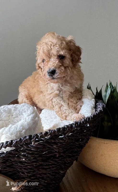 Mr. Bean – Poodle - Toy  puppy for sale in Virginia Beach, VA