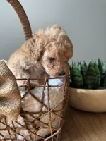 Mr. Bean, a male Poodle - Toy  for sale in Virginia Beach, VA – 4 of 4