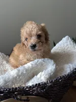 Mr. Bean, a male Poodle - Toy  for sale in Virginia Beach, VA – 2 of 4