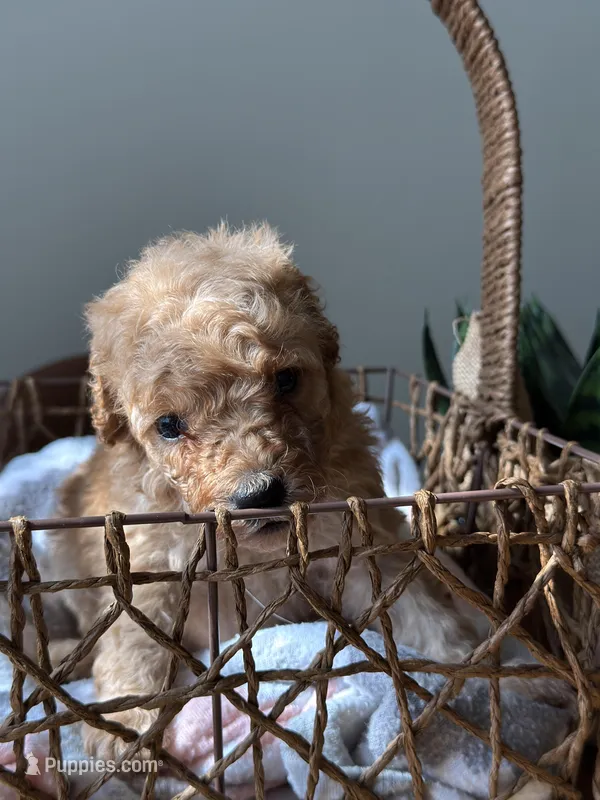 Mr. Taro – Poodle - Toy  puppy for sale in Virginia Beach, VA