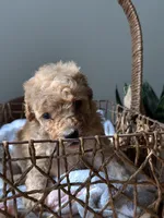 Mr. Taro, a male Poodle - Toy  for sale in Virginia Beach, VA – 1 of 5