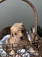 Mr. Taro, a male Poodle - Toy  for sale in Virginia Beach, VA – 2 of 5