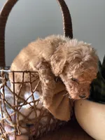 Mr. Taro, a male Poodle - Toy  for sale in Virginia Beach, VA – 3 of 5