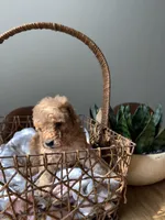 Mr. Taro, a male Poodle - Toy  for sale in Virginia Beach, VA – 4 of 5