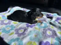 Black beauty , a female Miniature Dachshund for sale in Casa Grande, AZ – 2 of 4