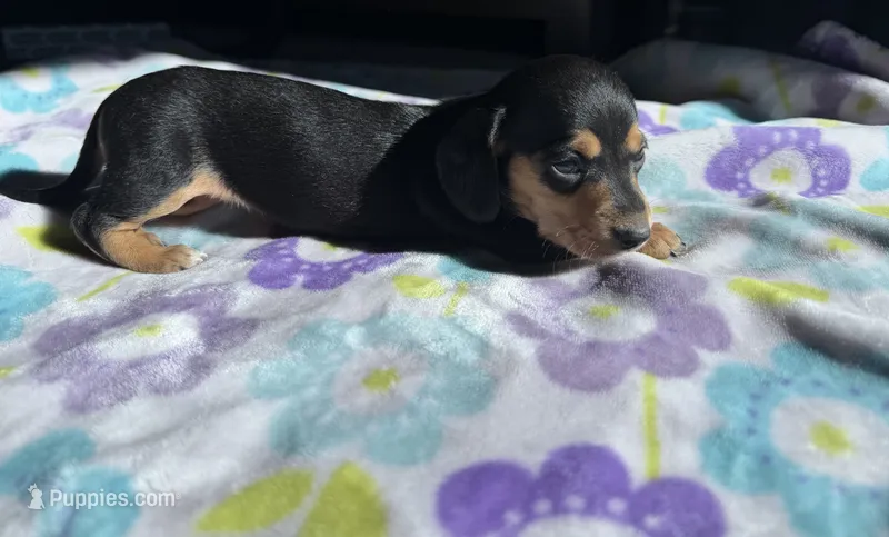 Little tiny , a female Miniature Dachshund for sale in Casa Grande, AZ – 1 of 4