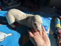Cream , a male Miniature Dachshund for sale in Casa Grande, AZ – 1 of 4