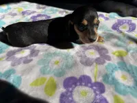 Little tiny , a female Miniature Dachshund for sale in Casa Grande, AZ – 2 of 4