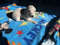 Cream , a male Miniature Dachshund for sale in Casa Grande, AZ – 3 of 4