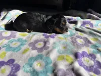 Black beauty , a female Miniature Dachshund for sale in Casa Grande, AZ – 4 of 4
