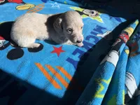 Cream , a male Miniature Dachshund for sale in Casa Grande, AZ – 2 of 4