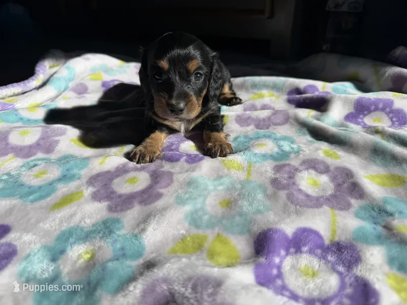 Black beauty , a female Miniature Dachshund for sale in Casa Grande, AZ – 1 of 4