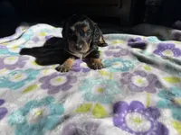 Black beauty , a female Miniature Dachshund for sale in Casa Grande, AZ – 1 of 4