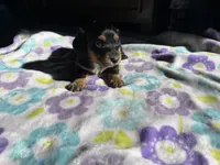 Black beauty , a female Miniature Dachshund for sale in Casa Grande, AZ – 3 of 4