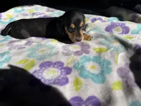 Little tiny , a female Miniature Dachshund for sale in Casa Grande, AZ – 3 of 4