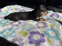 Little tiny , a female Miniature Dachshund for sale in Casa Grande, AZ – 4 of 4
