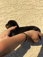 Little Lara , a female Miniature Dachshund for sale in Casa Grande, AZ – Photo 2 of 2