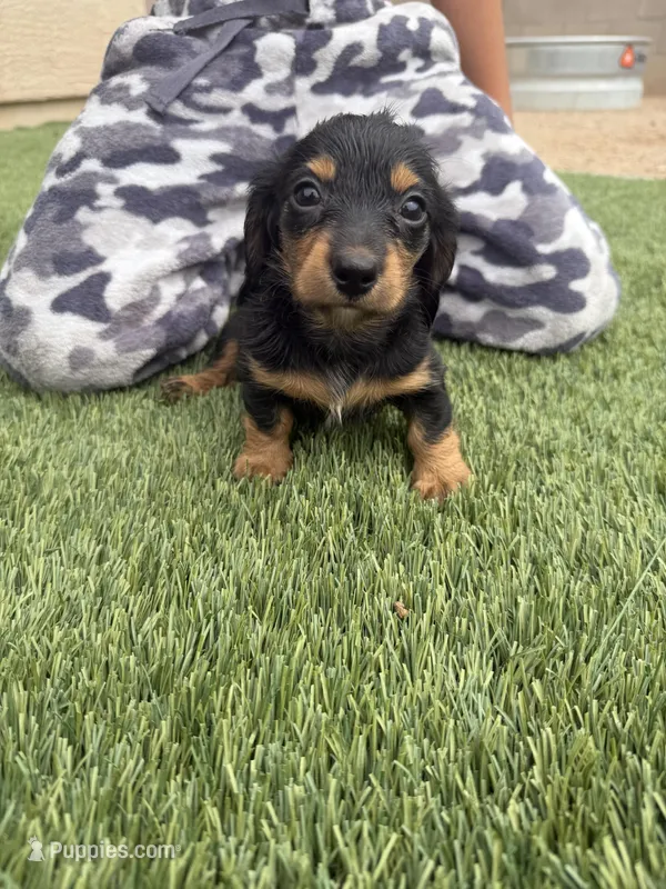 Little Lara  – Miniature Dachshund puppy for sale in Casa Grande, AZ