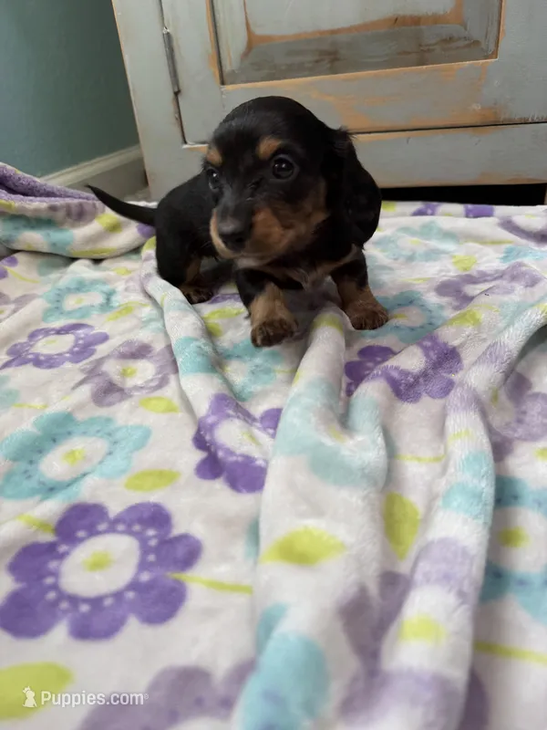 Little Lara  – Miniature Dachshund puppy for sale in Casa Grande, AZ