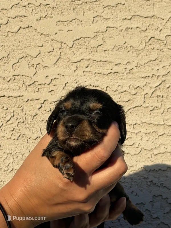 Little Lara , a female Miniature Dachshund for sale in Casa Grande, AZ – Photo 1 of 2