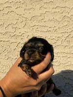 Little Lara , a female Miniature Dachshund for sale in Casa Grande, AZ – Photo 1 of 2
