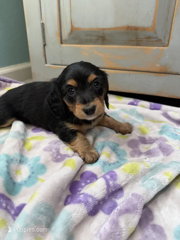 Black Beauty  – Miniature Dachshund puppy for sale in Casa Grande, AZ