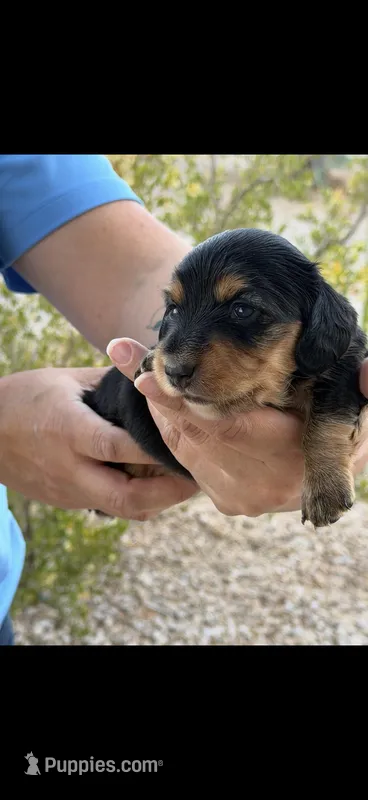 Black Beauty  – Miniature Dachshund puppy for sale in Casa Grande, AZ