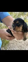 Black Beauty , a female Miniature Dachshund for sale in Casa Grande, AZ – Photo 1 of 2