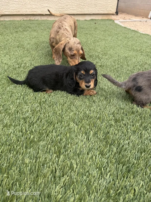 Black Beauty  – Miniature Dachshund puppy for sale in Casa Grande, AZ