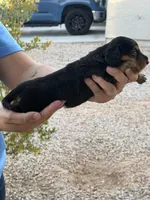 Black Beauty , a female Miniature Dachshund for sale in Casa Grande, AZ – Photo 2 of 2