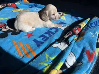 Cream , a male Miniature Dachshund for sale in Casa Grande, AZ – 4 of 4