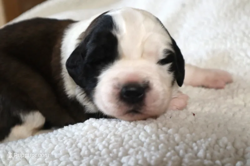 Female 2 – Saint Bernard puppy for sale in Dyersville, IA