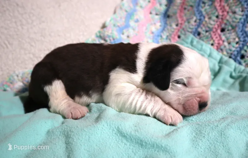 Male 5 – Saint Bernard puppy for sale in Dyersville, IA