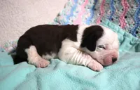 Male 5, a male Saint Bernard for sale in Dyersville, IA – 1 of 6
