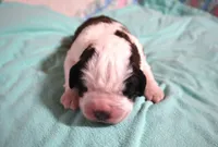 Male 2, a male Saint Bernard for sale in Dyersville, IA – 5 of 7