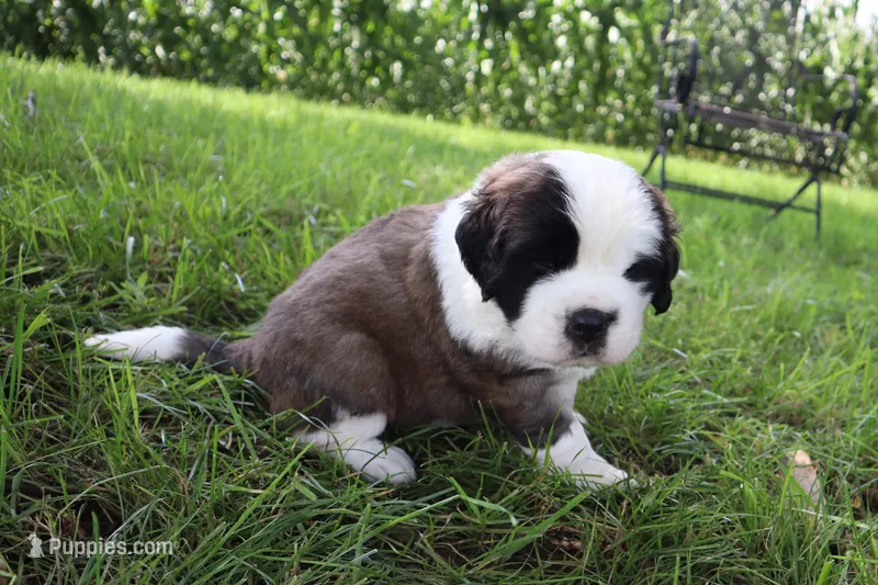 Female 2 – Saint Bernard puppy for sale in Dyersville, IA