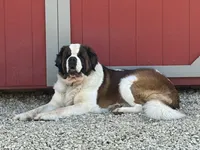 Male 2, a male Saint Bernard for sale in Dyersville, IA – 7 of 7