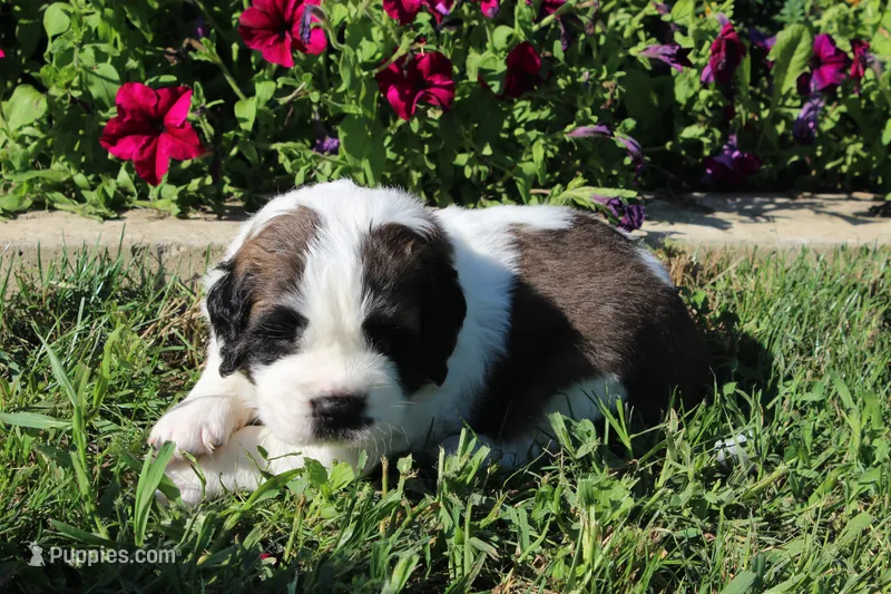 Male 1 – Saint Bernard puppy for sale in Dyersville, IA