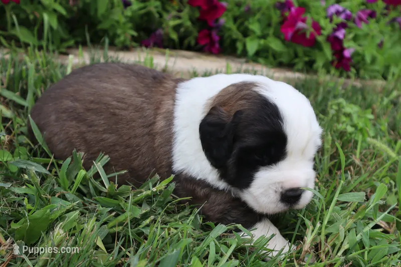 Female 2 – Saint Bernard puppy for sale in Dyersville, IA