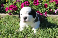 Male 5, a male Saint Bernard for sale in Dyersville, IA – 5 of 7