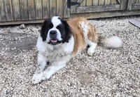 Male 4, a male Saint Bernard for sale in Dyersville, IA – 5 of 6