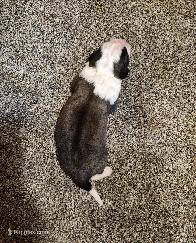 Daphne  – Saint Bernard puppy for sale in Dyersville, IA