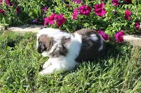 Male 5, a male Saint Bernard for sale in Dyersville, IA – 6 of 7