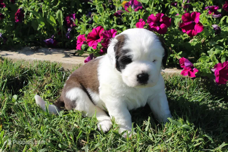 Female 1 – Saint Bernard puppy on hold in Dyersville, IA
