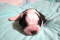 Male 3, a male Saint Bernard for sale in Dyersville, IA – 4 of 6